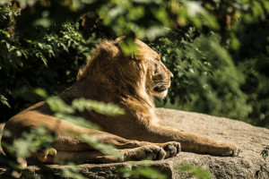 Male Lion